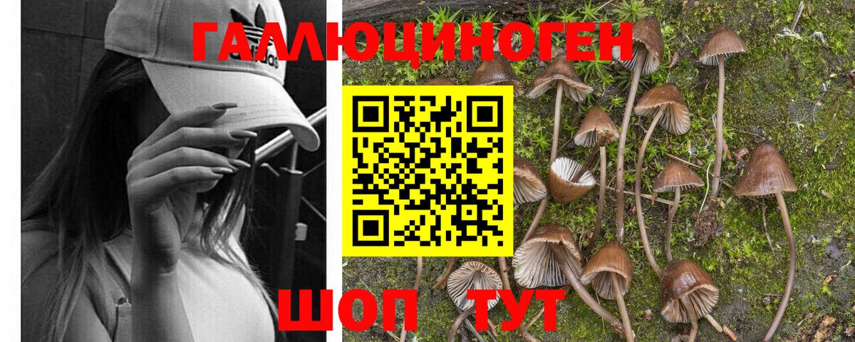 Псилоцибиновые грибы Psilocybe Старая Купавна